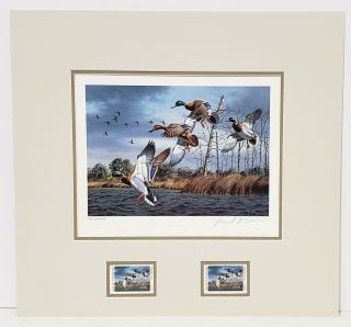 David Maass Signed 1989 Duck Stamp & Matted Print " The Texas Duck " Numbered