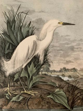 Audubon 1st Ed.  Octavo Snowy Heron Plate 374