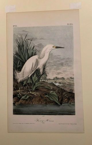 Audubon 1st Ed.  Octavo SNOWY HERON Plate 374 3