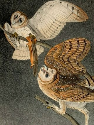 Audubon 1st Ed.  Octavo Barn Owl Plate 34