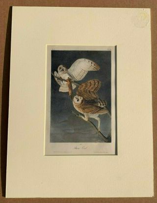 Audubon 1st Ed.  Octavo BARN OWL Plate 34 2