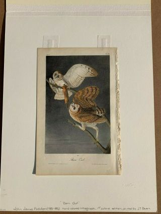 Audubon 1st Ed.  Octavo BARN OWL Plate 34 3