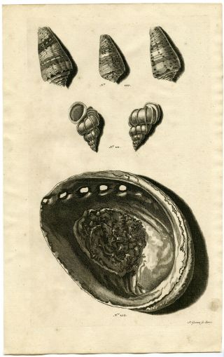 Antique Print - Sea Shell - Mollusc - Mollusk - Indonesia - Lxxiv - Valentijn - Rumphius - 1724
