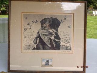 1959 Maynard Reece Labrador Retriever Framed Signed Print Dog Stamp.