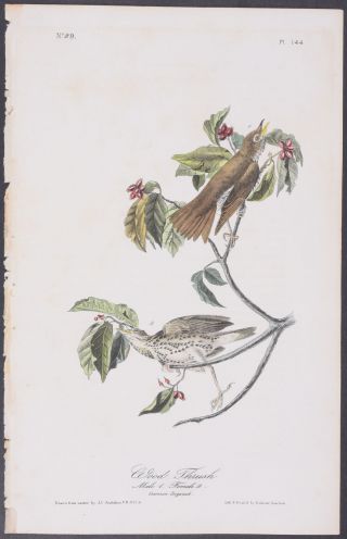 Audubon - Wood Thrush.  144 - First Edition 1840 Birds Of America
