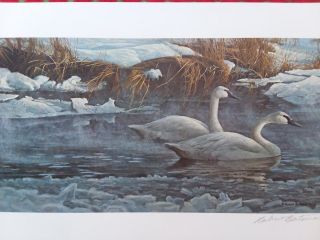 Robert Bateman " Morning On The River - Trumpeter Swans ",  Numbered And Signed
