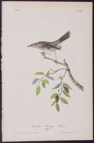 Audubon - Mountain Mocking Bird.  139 - First Edition 1840 Birds Of America