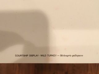 Robert Bateman Courtship Display Turkey Limited Edition Hand Signed Numbered 3