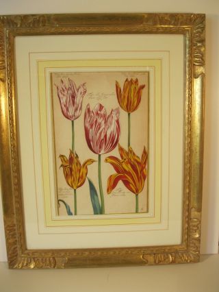 Pair,  Framed 17th C.  Hand - Colored Engravings Of Tulips.  $2,  000.