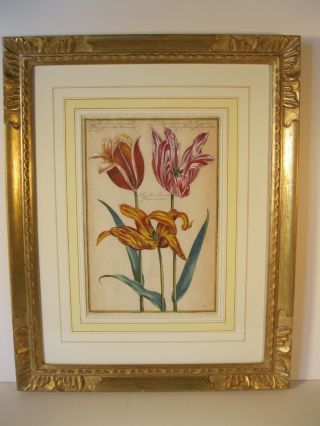 pair,  framed 17th C.  hand - colored engravings of tulips.  $2,  000. 2