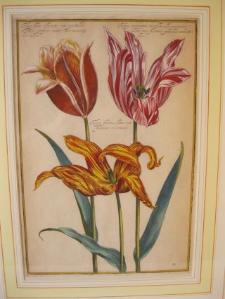 pair,  framed 17th C.  hand - colored engravings of tulips.  $2,  000. 3