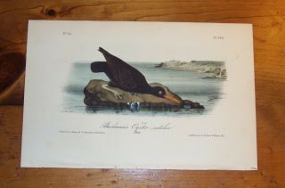 Birds Of America.  Audubon.  Bachman 