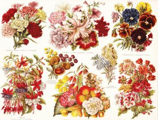 Garden Flowers Pansies Petunias Carnations More Ernst Haeckel Color Litho 1914