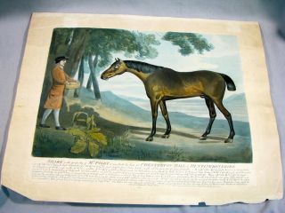 1789 Rare Horse Hand Painted Mezzotint Print " Shark " - After George Stubbs