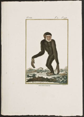 Buffon - Monkey - 193 - C1790 Naturgeschichte Natural History Stipple Engraving