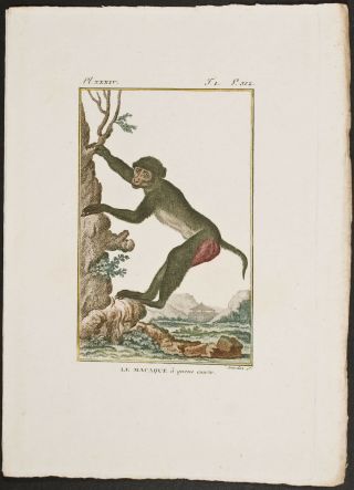 Buffon - Monkey - 217 - C1790 Naturgeschichte Natural History Stipple Engraving