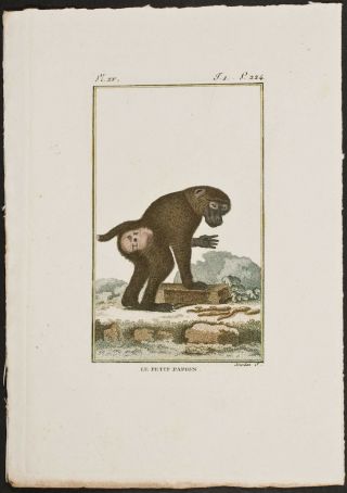 Buffon - Monkey - 189 - C1790 Naturgeschichte Natural History Stipple Engraving