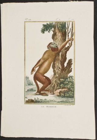Buffon - Monkey - 241 - C1790 Naturgeschichte Natural History Stipple Engraving