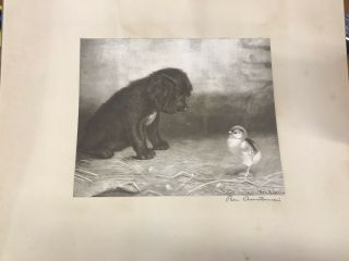 Antique Old BEN AUSTRIAN Art Black & White Print,  White Dog and Chick w/frame 2