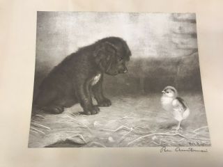 Antique Old BEN AUSTRIAN Art Black & White Print,  White Dog and Chick w/frame 3