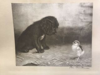 Antique Old BEN AUSTRIAN Art Black & White Print,  White Dog and Chick w/frame 8