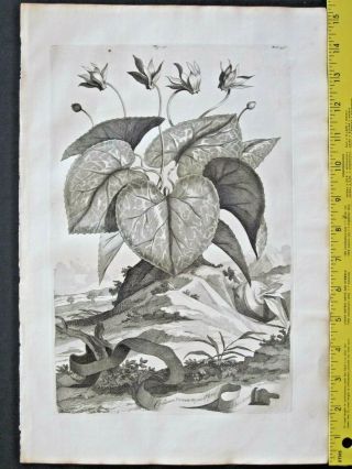 Rare&large 1696 Engrav.  Abraham Munting,  Sowbread,  Cyclamen Vernum Majus Flore Albo
