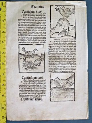 Incunabula,  Hortus,  Garden Of Health,  5 Woodcuts Of Various Birds,  Quail,  Ca.  1497
