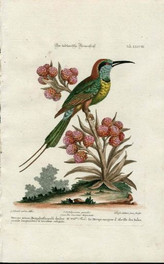 1768 Seligmann/edwards Antique Bird Engraving Long Tail Blue Bee Eater,  Folio