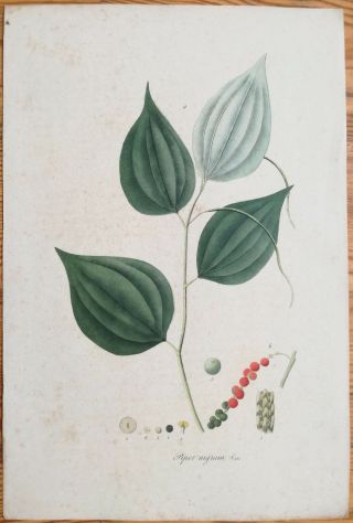 Mann Foreign Medicinal Plants Colored Folio Black Pepper 1830