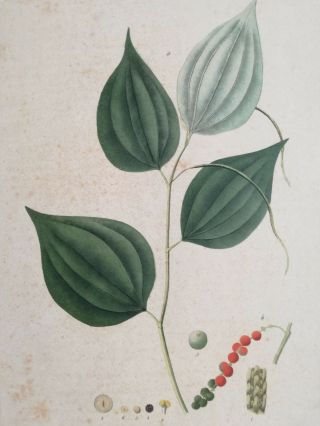 Mann Foreign Medicinal Plants Colored Folio Black Pepper 1830 2