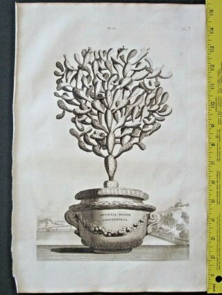 Rare&large 1696 Engr.  Abra.  Munting,  Prickly Pear In Pot.  Opuntia Major Angustifolia