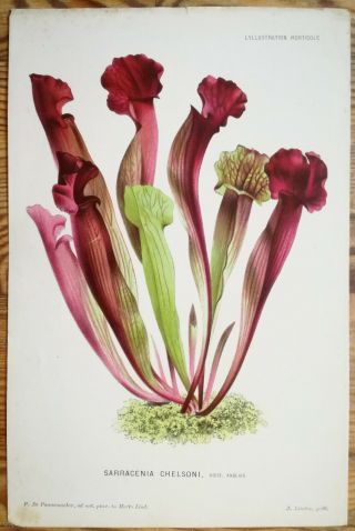 Linden Illustration Horticole Botany Colored Print Sarracenia Chelsoni - 1883