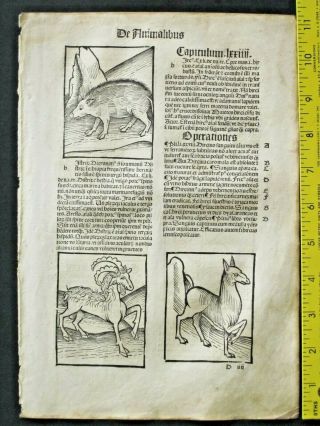 Incunabula,  Hortus,  Garden Of Health,  5 Woodcuts,  Flying Snake,  Snakes On Man,  Ca,  1497