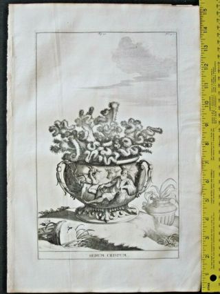 Rare,  Large Engrav.  Abraham Munting,  Twisted Stonecrop,  Sedum Crispum