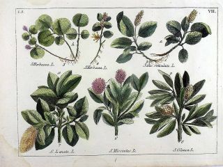 1790 Folio Bonnaterre Botany Herbacea Salix Glauca Hand Colored Engraving