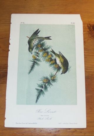 Birds Of America.  Audubon.  Pine Linnet.  2nd Edition.