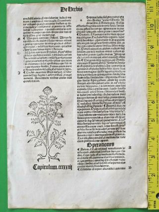Medieval Herbal,  Incunabula,  Hortus,  Garden Of Health,  Panax Ginseng,  &,  C.  1497