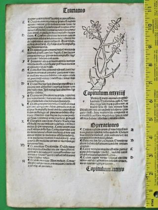 Medieval Herbal,  Incunabula,  Hortus,  Garden of Health,  Panax Ginseng,  &,  c.  1497 2
