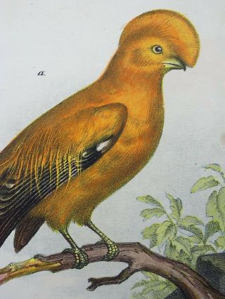 1860 Cock Of The Rock,  Broadbill - Fitzinger Folio Colour Lithograph Hand Finish