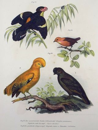 1860 Cock of the Rock,  Broadbill - Fitzinger folio colour lithograph hand finish 2