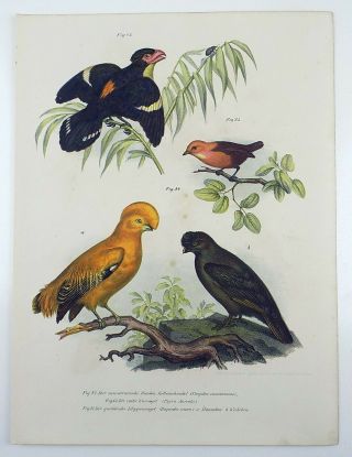 1860 Cock of the Rock,  Broadbill - Fitzinger folio colour lithograph hand finish 3