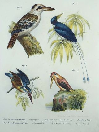 1860 Kingfishers - Fitzinger Folio Colour Lithograph Hand Finish
