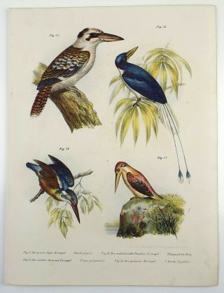 1860 Kingfishers - Fitzinger folio colour lithograph hand finish 2