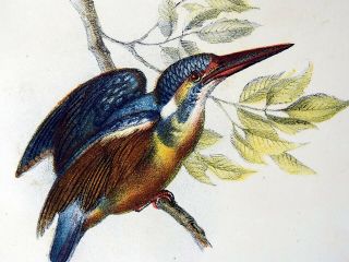 1860 Kingfishers - Fitzinger folio colour lithograph hand finish 3