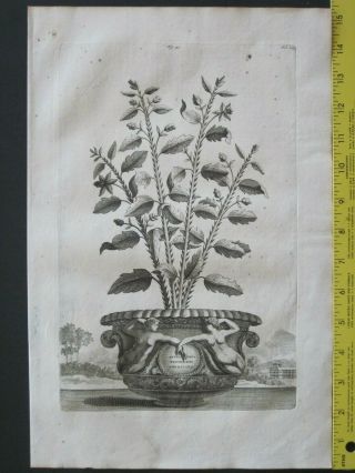 Rare&large Engrav.  Abraham Munting,  Potted Spinach,  Spinacia Frutescens Americana