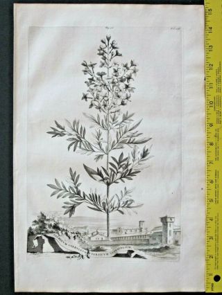 Rare&large Engrav.  Abraham Munting,  Jasmine,  Iasminum Coeruleum Persicum Tenuifoliu