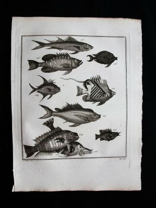 1747 Bellin & Schley - East Indies,  Philippines Asia: Various Type Of Fishes 37