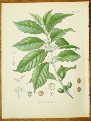 Koehler: Large Chromo Medicinal Plants Coffee Coffea Arabica 1887