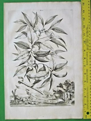 Rare&large Engrav.  A.  Munting,  Roughbark Lignum Vitae,  Guajacum Patavinum Majus,  1696