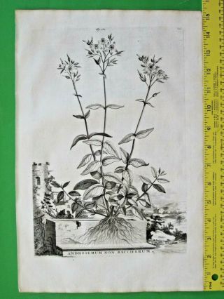 Rare&large Flower Eng.  A.  Munting,  Sweet Amber,  Androsemum Non Bacciferum,  1696